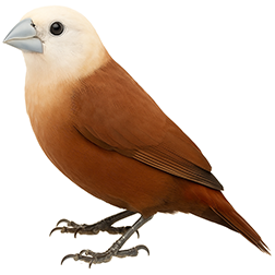 White-headed Munia